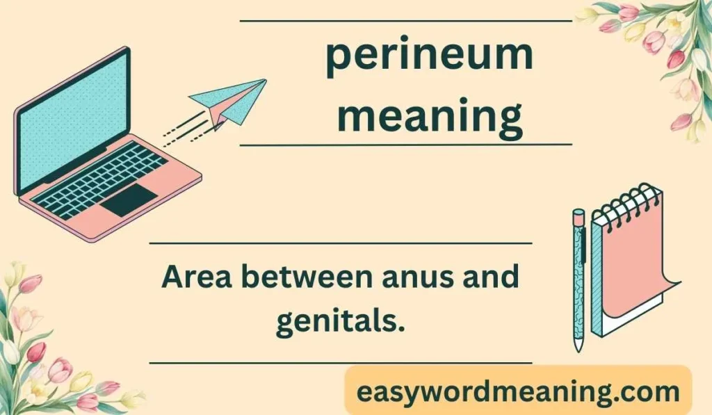 perineum meaning