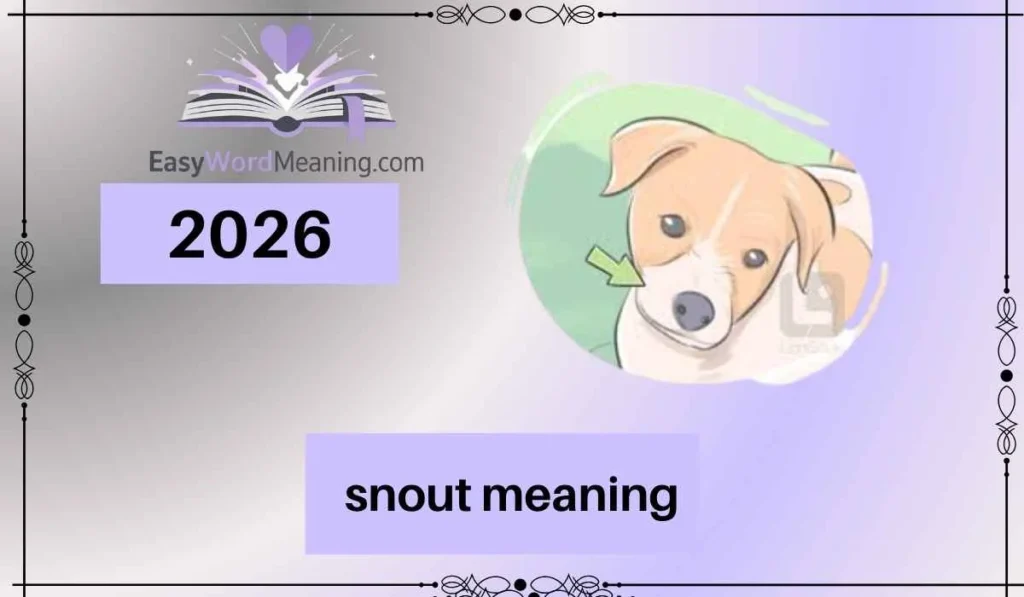 snout meaning