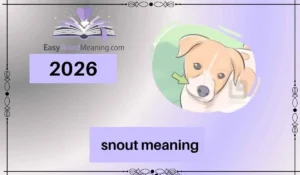 snout meaning